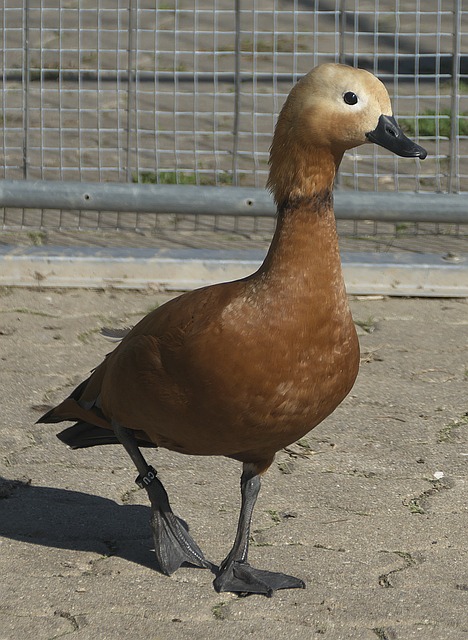 劲对抗
